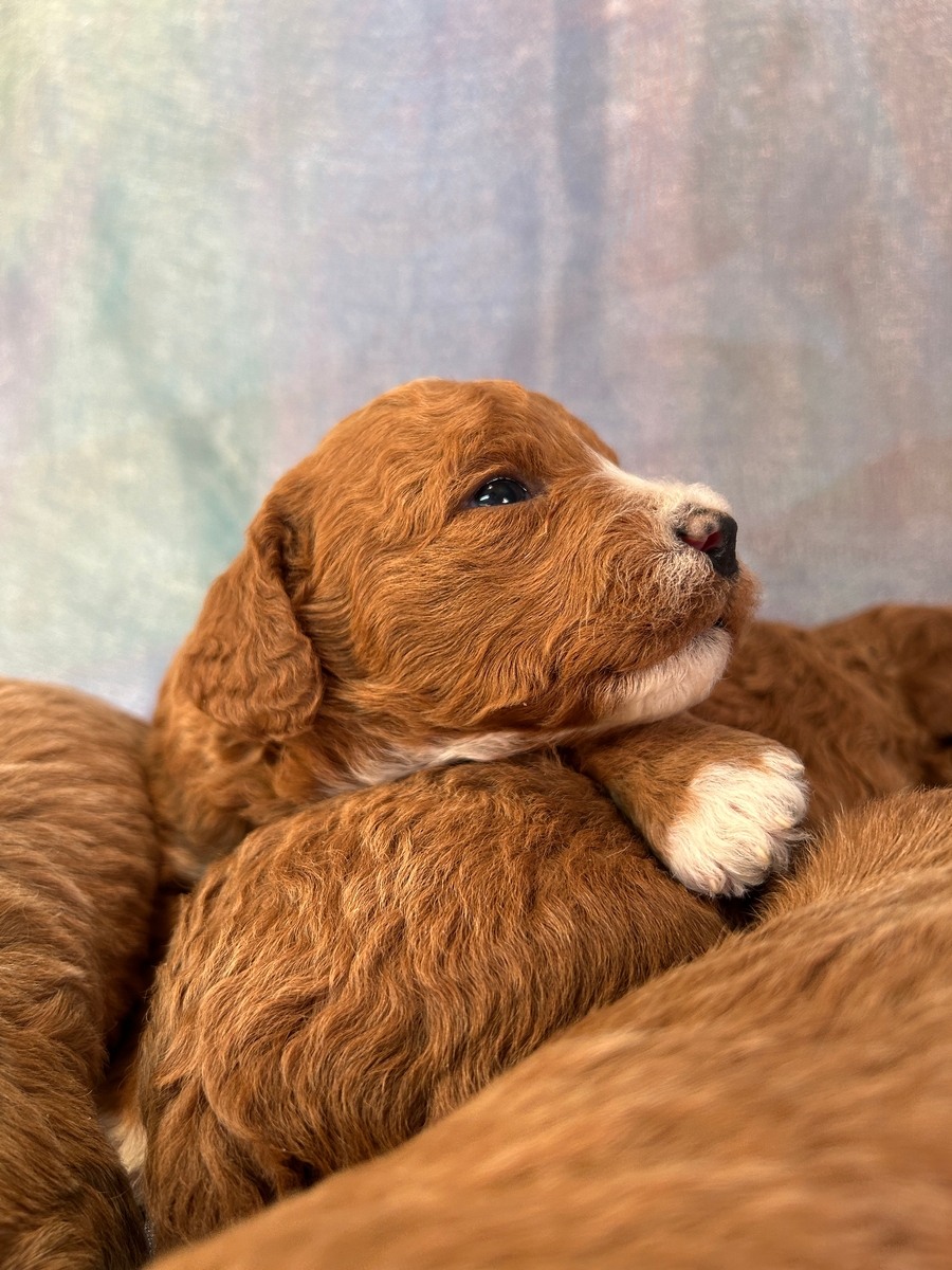 Poodle Bichon Pups for Sale DOB 1-15-2025 $950